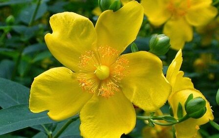 How to increase power with popular remedies